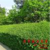 道年花木園藝場供應(yīng)大葉黃楊 大葉黃楊 大葉黃楊球 冬青球