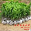 基地批發(fā)工程綠化苗木 優(yōu)質(zhì) 【冬青】衛(wèi)矛 規(guī)格齊全