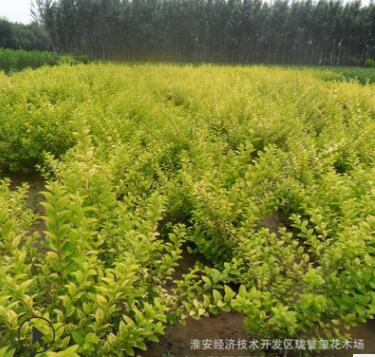 常綠金葉女貞苗基地供應 各種優(yōu)質(zhì)園林綠化苗木