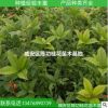 桂花苗 苗木 桂花樹苗丹桂批發(fā) 狀元紅50-70cm品種純正