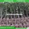 金桂小苗3公分 承接綠化工程 精品桂花苗咸寧桂花苗 桂花樹苗批發(fā)