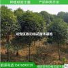 供應(yīng)金桂花苗 八月丹桂 扦插桂花小苗6公分 桂花苗盆栽咸寧桂花苗