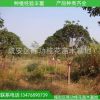 桂花樹苗批發(fā) 金桂 綠化苗木樹苗 八月桂花6公分桂花樹