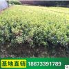 基地供應(yīng) 長(zhǎng)期大量供應(yīng) 綠化苗夏娟 量大從優(yōu) 規(guī)格齊全