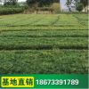 供應(yīng)批發(fā) 青葉麥冬草 四季常青草皮 護(hù)坡綠化 各類地被植物