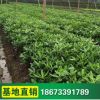 海桐 綠化工程苗 樹形美 綠化灌木 海桐小苗