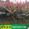 庭院綠化工程苗 紅花繼木小苗 紅繼木盆栽 綠化工程規(guī)格齊全