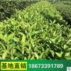 法國冬青苗 珊瑚樹苗 籬笆圍墻綠化 工程綠化樹苗