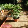 幸福樹觀賞綠化盆栽花卉 盆栽花卉 平安樹 美觀大方批發(fā)