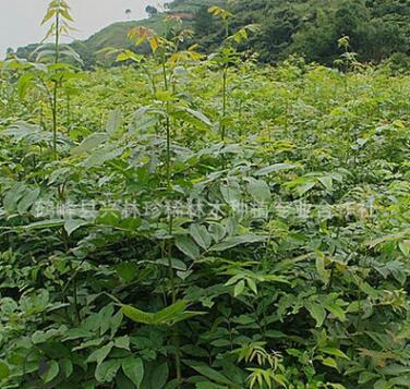 供應(yīng)一年生青錢柳苗 庭院種植青錢柳苗 50公分以上青錢柳苗