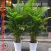 批發(fā)客廳大型植物散尾葵室內(nèi)綠植大盆栽袖珍椰子苗鳳尾竹凈化空氣