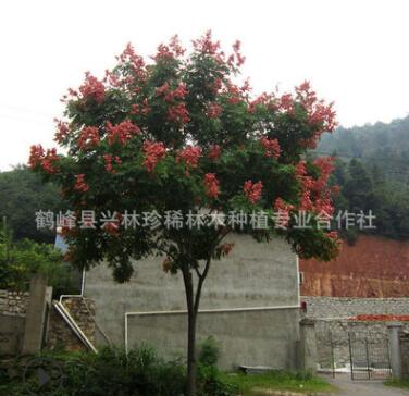 熱銷供應(yīng)移栽欒樹樹苗 大規(guī)格欒樹樹苗 欒樹樹苗批發(fā)