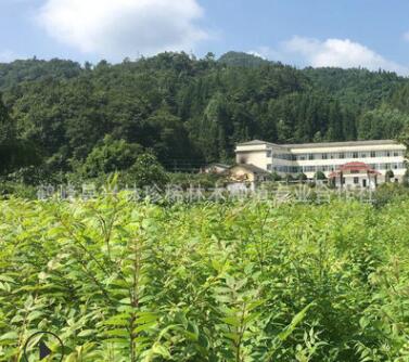 長(zhǎng)期供應(yīng)造林黃柏苗 中藥材黃柏苗 黃柏樹苗批發(fā)
