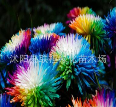 供應(yīng)彩虹菊種子 菊花種子花環(huán)菊種子 陽臺花卉植物室內(nèi)盆栽花草
