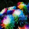 供應彩虹菊種子 菊花種子花環(huán)菊種子 陽臺花卉植物室內盆栽花草