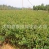 供應優(yōu)質火棘苗 小苗批發(fā) 火棘球綠化苗木火棘床苗滿樹紅果惹人愛