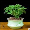 驅(qū)蚊草 室內(nèi)滅蟲(chóng)殺蚊子香草驅(qū)蚊子綠植花卉香葉天竺葵 盆栽地栽苗