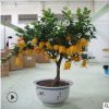 佛手樹(shù)苗盆栽 金佛手苗 千佛手 帶花帶果發(fā)貨 基地直銷(xiāo)果樹(shù)苗包郵