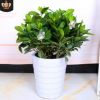 獨(dú)桿大葉梔子花盆栽植物濃香型水培叢生梔子花室內(nèi)四季開花大樹苗