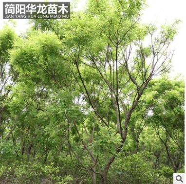 簡(jiǎn)陽(yáng)苗圃供應(yīng)黃金槐 園林綠化樹木 行道街道樹木高成活黃金槐批發(fā)