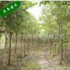 紫薇 癢癢樹 花色鮮艷美麗 紫薇木材堅(jiān)硬 家具 盆景