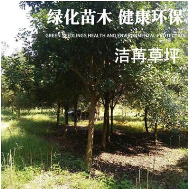 園林植物專業(yè)生產(chǎn)定制批發(fā)櫸樹 綠色環(huán)保綠化苗木凈化空氣防風(fēng)
