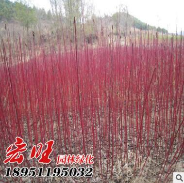 紅瑞木批發(fā)紅麻球工程綠化色塊苗木紅瑞木苗銷(xiāo)售 成活率高