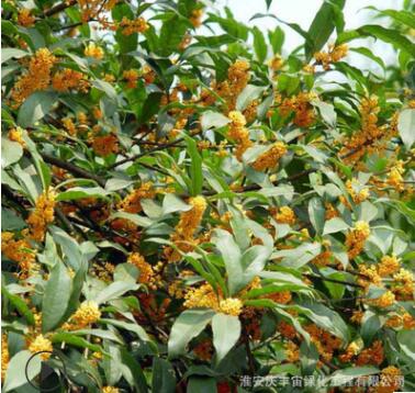 嫁接桂花樹(shù)苗四季桂 丹桂 血桂戶外庭院工程綠化園林基地直銷小苗