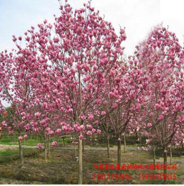 批發(fā)優(yōu)質(zhì)紫玉蘭苗 園林綠化工程苗木 公園觀賞花卉 嫁接玉蘭樹苗