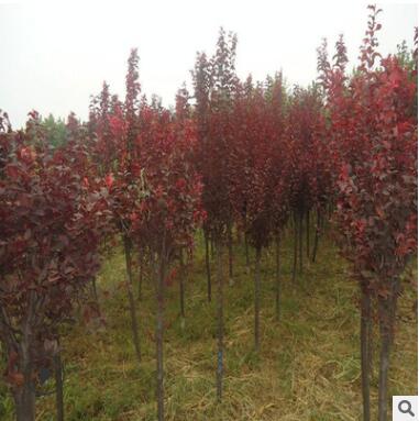 紅葉李/紫葉李批發 園林行道綠化彩色苗木 紫葉李基地直銷