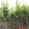 精品金葉榆基地批發(fā) 工程綠化苗木 彩葉行道風景樹