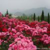 基地直銷衛(wèi)矛小苗 工程綠化膠東衛(wèi)矛球 籬笆樹苗 衛(wèi)矛床苗批發(fā)
