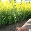 基地直銷金葉女貞小苗 彩色綠化苗木 工程用苗 金葉女貞苗批發(fā)