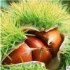 板栗苗沭顏一號 栗子苗 果樹苗栗樹苗大紅袍板板栗 規(guī)格品種齊全
