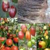 批發(fā)國光大棗苗 直銷棗樹苗 紅棗樹苗 嫁接果樹苗 掛果多 苗圃苗