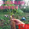 150畝草莓基地直供 優(yōu)質(zhì)草莓苗 紅顏 家庭盆栽地栽苗