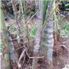 批發(fā) 羅漢竹 竹子苗 庭院綠化 觀賞 園林工程量大從優(yōu)