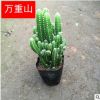 基地直銷(xiāo) 萬(wàn)重山 多肉植物 辦公室仙人掌盆栽 觀賞仙人掌盆栽