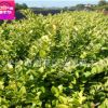 金森女貞小苗 湖南金森女貞球 女貞杯苗規(guī)格齊全
