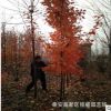現(xiàn)貨供應(yīng)8公分美國(guó)紅楓樹(shù)苗價(jià)格 10公分紅楓樹(shù)產(chǎn)地 圖片