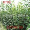 柿子樹(shù) 現(xiàn)貨供應(yīng)大規(guī)格柿子樹(shù)價(jià)格 5公分8公分10公分柿子樹(shù)產(chǎn)地