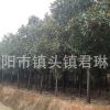 風景樹廣玉蘭樹苗 綠化玉蘭苗批發(fā) 廣玉蘭苗 8-10-15公分直徑