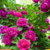 18元5棵5年薔薇花苗當(dāng)年開花多花盆栽地栽庭院陽臺(tái)爬藤玫瑰月季