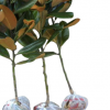 廣玉蘭 15cm 10cm 庭院植物 工程綠化庭院花卉樹木 玉蘭樹miao