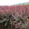 紅葉李 紫葉李 1-10公分規(guī)格齊全 土球好冠幅好精品 綠化工程