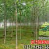白蠟樹苗價格 綠化工程 規(guī)格齊全 優(yōu)質(zhì)白蠟樹苗銷售 速生白蠟樹
