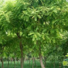 國槐樹苗 速生綠化工程國槐苗 規(guī)格全 國槐樹園林造景樹