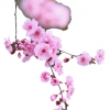 美人梅樹木出售 工程綠化樹木榆葉梅 庭院盆栽梅花樹木嫁接 直銷