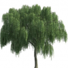 垂柳樹苗批發(fā) 綠化工程 規(guī)格齊全 行道樹青皮柳 量大價優(yōu)