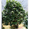 沐春花卉-供應1.6-2米高盆栽茶花，大規格茶花4-5公cm五色赤丹